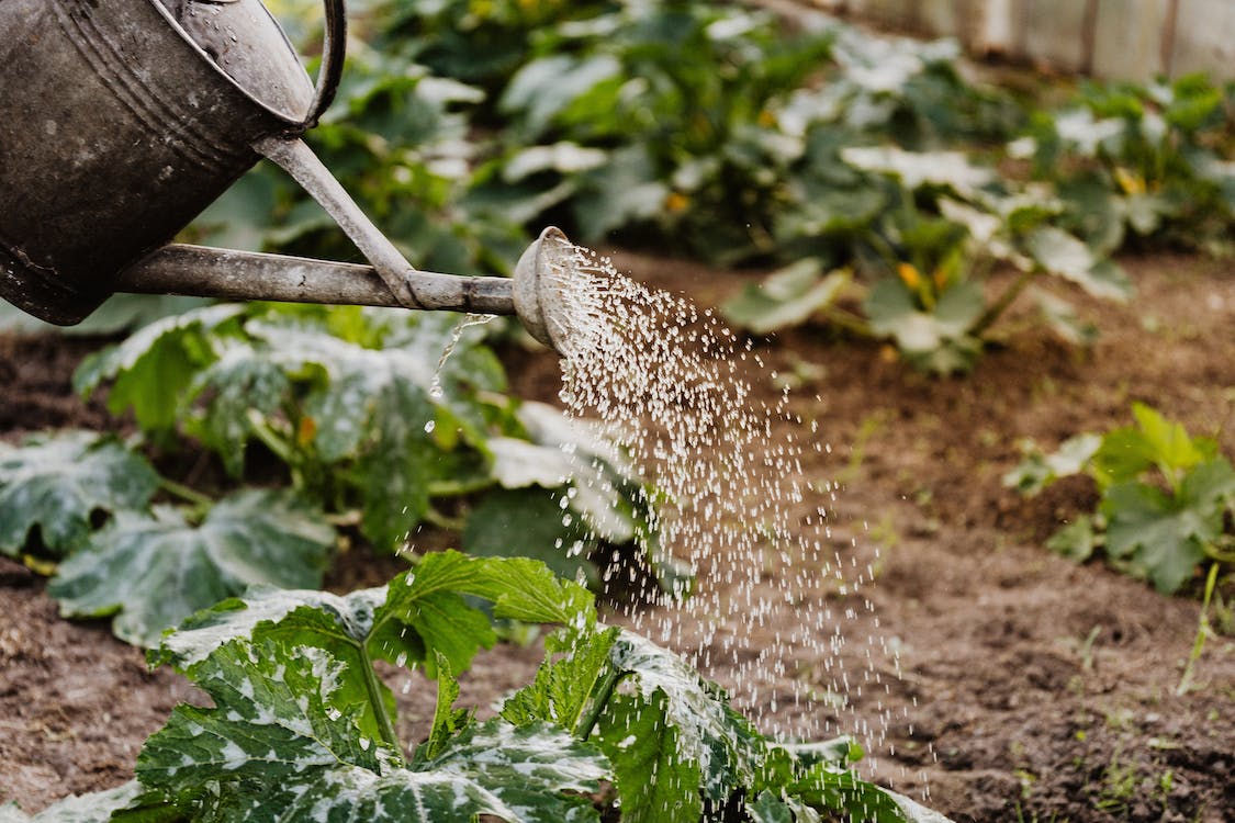 Watering can sprinkling plants with water.