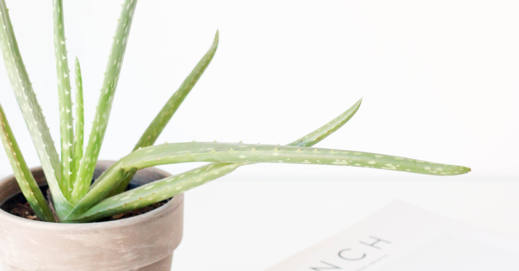 Aloe vera plant in a terracotta pot.