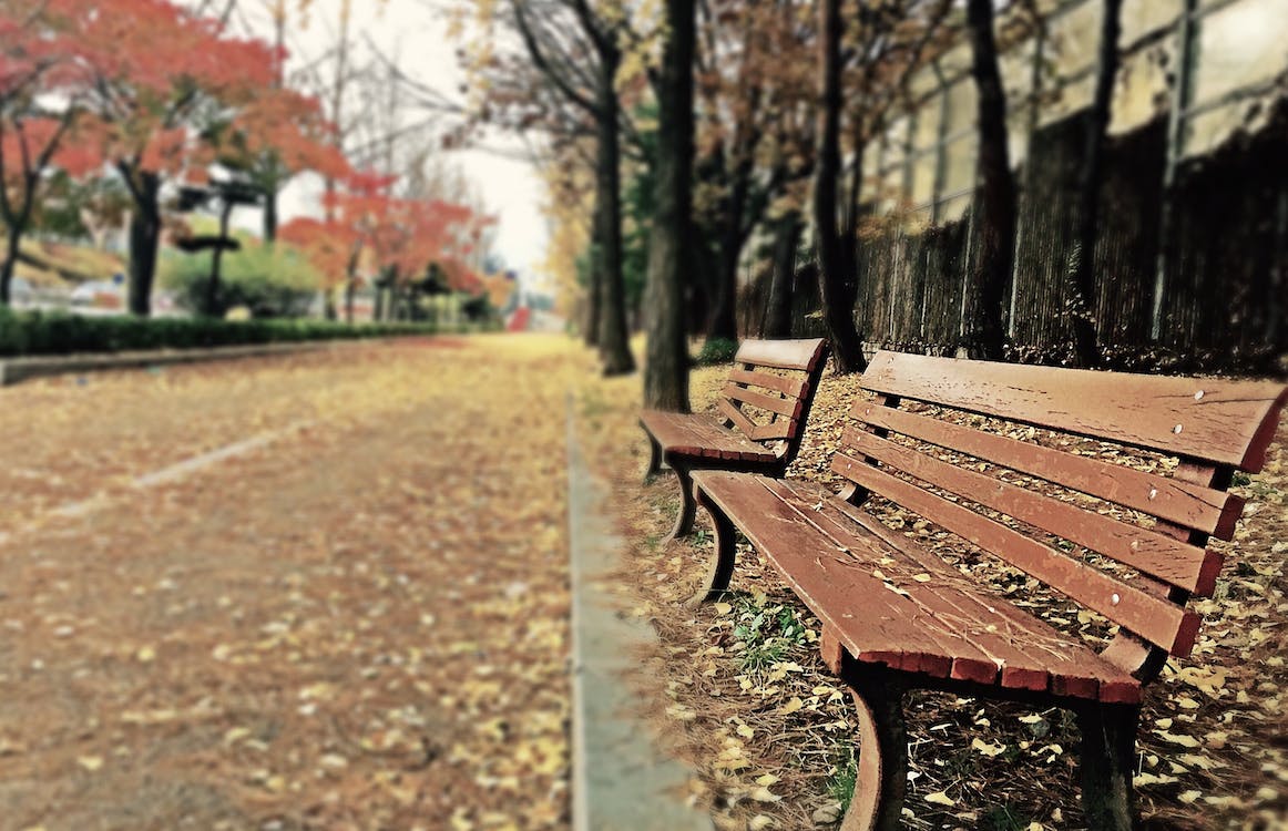 An autumnal park with two benches in the foreground.