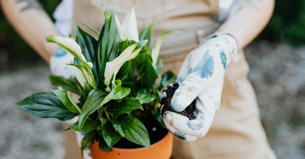 A gardener holding a peace lily plant.