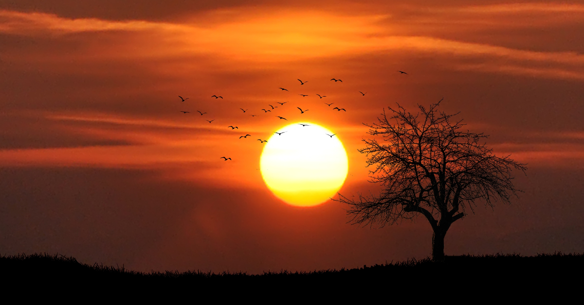 A sunset, with a tree and birds visible in the distance.