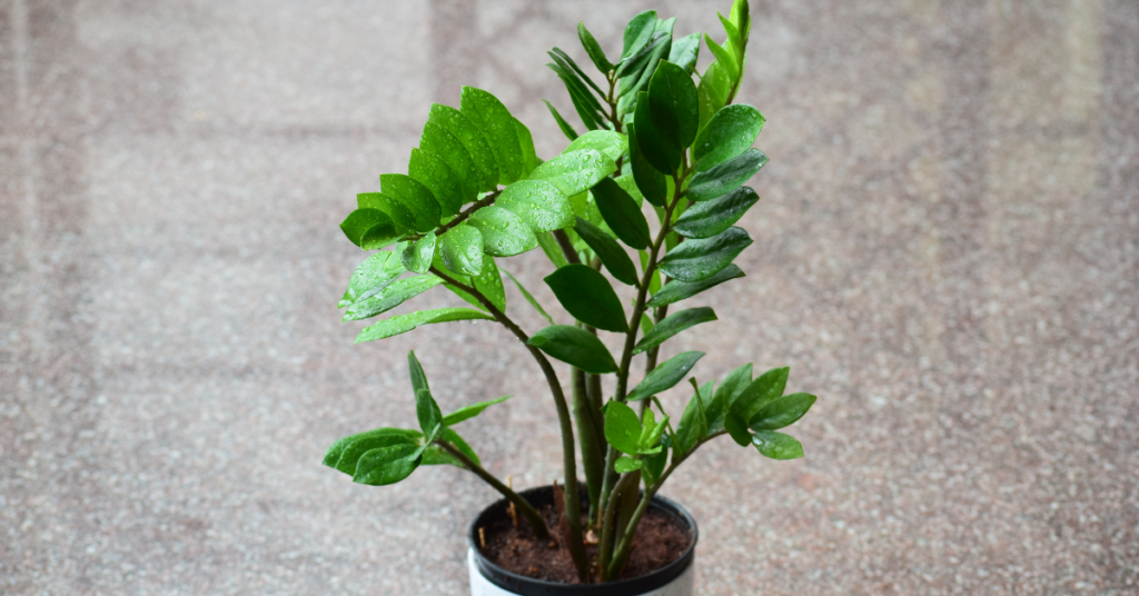 ZZ plant in a white pot.